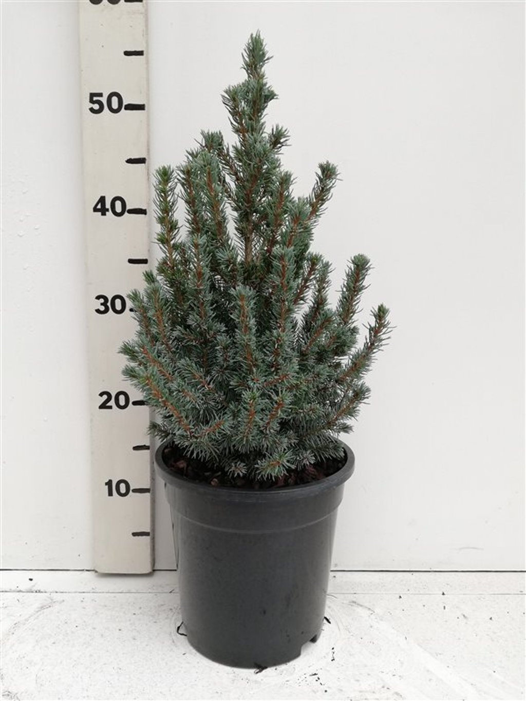 Picea gl. 'Sander's Blue' - C3 30-40 CM